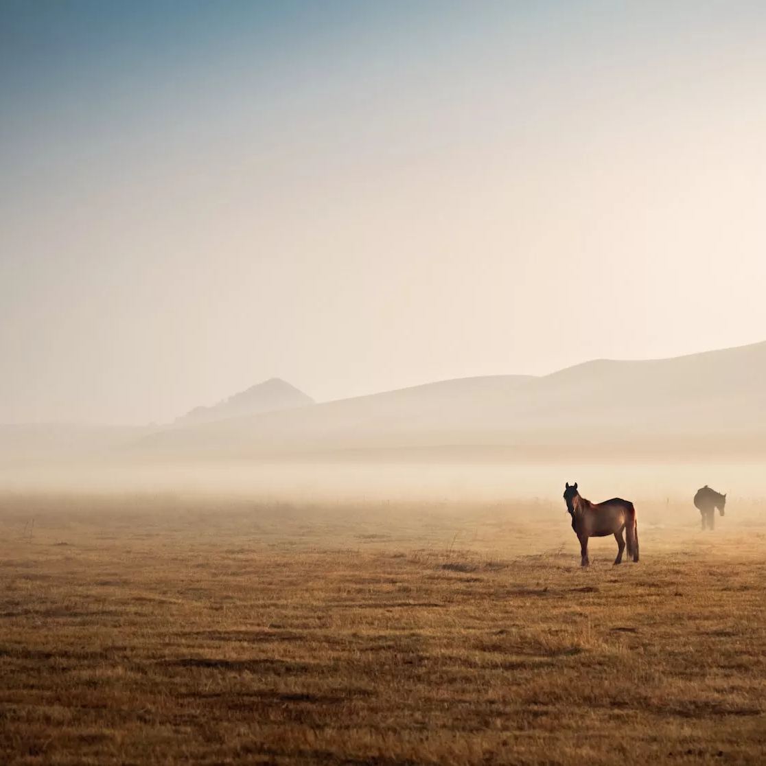 Mongolia eSIM