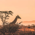 Africa eSIM