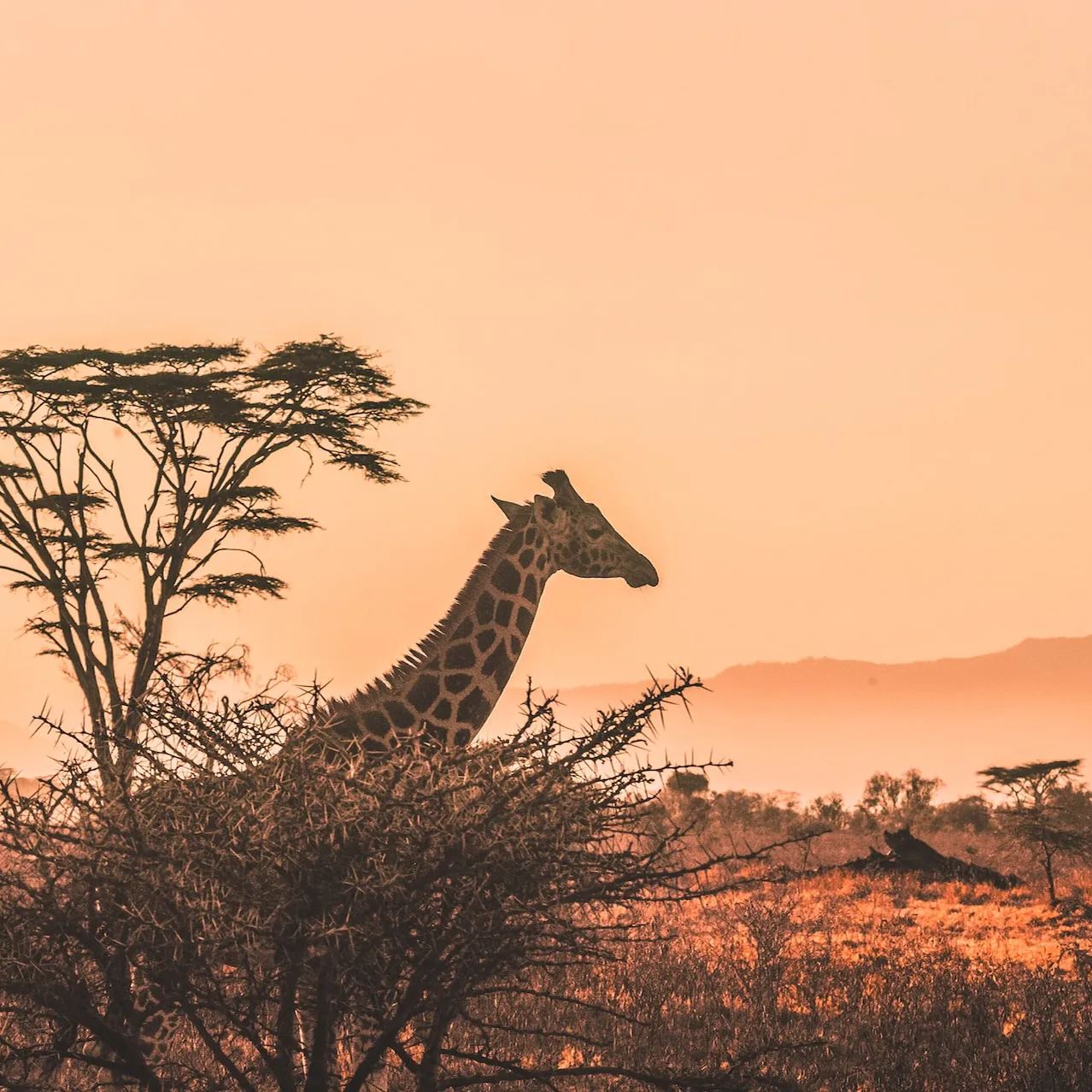 Africa eSIM