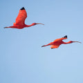 Suriname eSIM