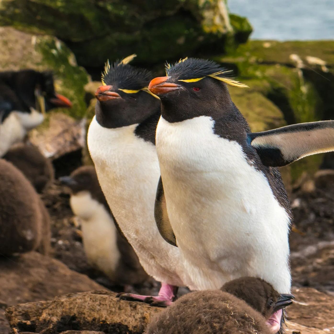 Falkland Islands eSIM